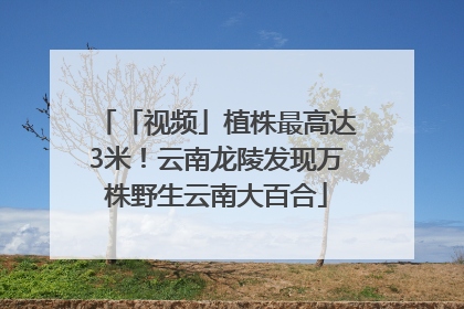 「视频」植株最高达3米！云南龙陵发现万株野生云南大百合