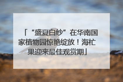 “盛夏白纱”在华南国家植物园惊艳绽放！海杧果迎来最佳观赏期