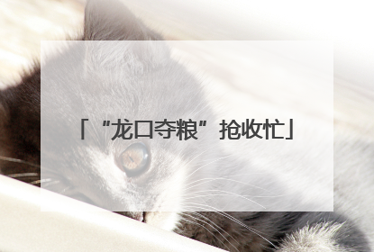 “龙口夺粮”抢收忙