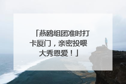 燕鸥组团准时打卡厦门，亲密投喂大秀恩爱！