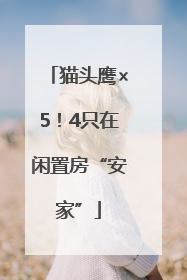 猫头鹰×5！4只在闲置房“安家”