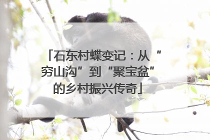 石东村蝶变记：从“穷山沟”到“聚宝盆”的乡村振兴传奇