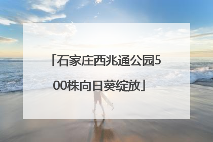 石家庄西兆通公园500株向日葵绽放