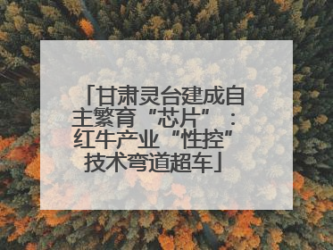 甘肃灵台建成自主繁育“芯片”：红牛产业“性控”技术弯道超车
