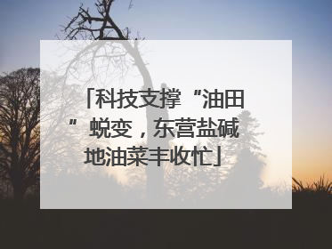 科技支撑“油田”蜕变，东营盐碱地油菜丰收忙