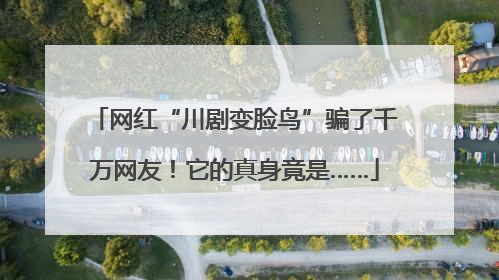 网红“川剧变脸鸟”骗了千万网友！它的真身竟是……