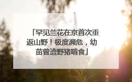 罕见兰花在京首次重返山野！极度濒危，幼苗曾遭野猪啃食