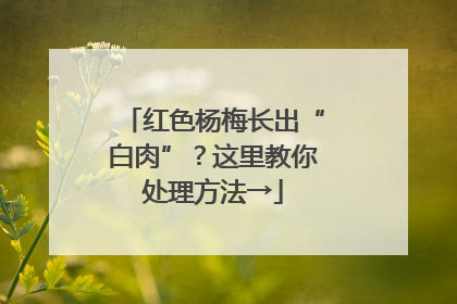 红色杨梅长出“白肉”？这里教你处理方法→