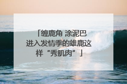 缠鹿角 涂泥巴 进入发情季的雄鹿这样“秀肌肉”