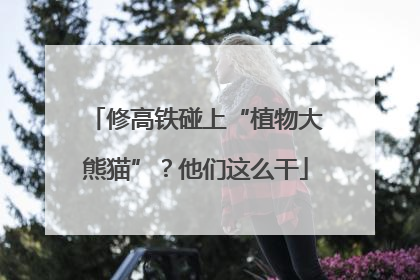 修高铁碰上“植物大熊猫”？他们这么干