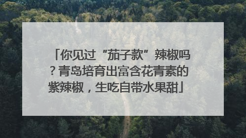 你见过“茄子款”辣椒吗？青岛培育出富含花青素的紫辣椒，生吃自带水果甜