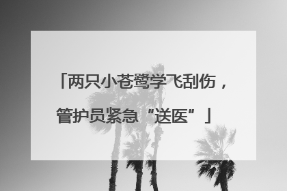 两只小苍鹭学飞刮伤，管护员紧急“送医”