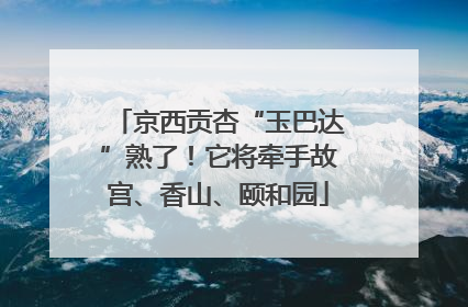 京西贡杏“玉巴达”熟了！它将牵手故宫、香山、颐和园