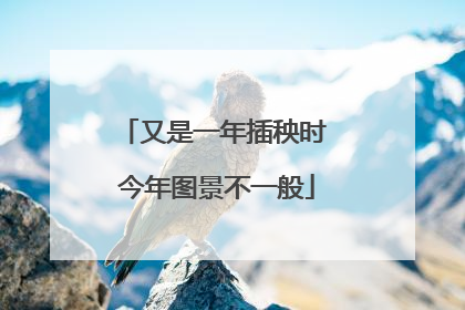 又是一年插秧时 今年图景不一般