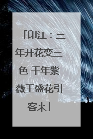 印江：三年开花变三色 千年紫薇王盛花引客来