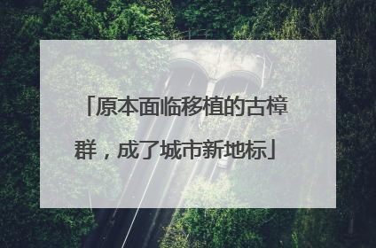 原本面临移植的古樟群，成了城市新地标