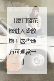 厦门蓝花楹进入盛放期！这些地方可观赏→