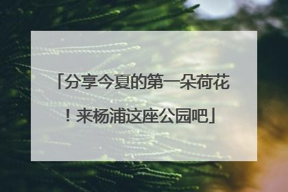 分享今夏的第一朵荷花！来杨浦这座公园吧