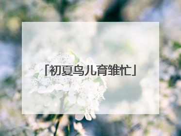 初夏鸟儿育雏忙