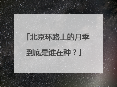 北京环路上的月季到底是谁在种？