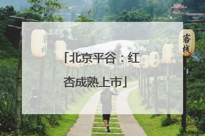 北京平谷：红杏成熟上市