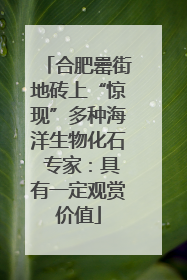 合肥罍街地砖上“惊现”多种海洋生物化石 专家：具有一定观赏价值