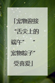 宠物迎接“舌尖上的端午” “宠物粽子”受喜爱