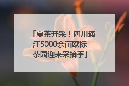夏茶开采！四川通江5000余亩欧标茶园迎来采摘季