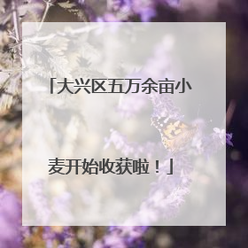 大兴区五万余亩小麦开始收获啦！