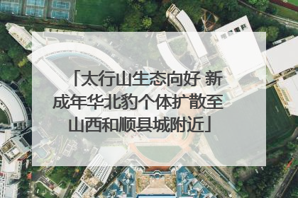 太行山生态向好 新成年华北豹个体扩散至山西和顺县城附近