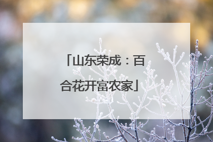 山东荣成：百合花开富农家