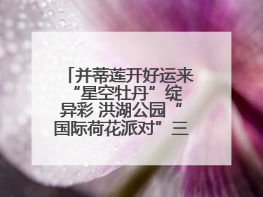 并蒂莲开好运来 “星空牡丹”绽异彩 洪湖公园“国际荷花派对”三天迎客六万
