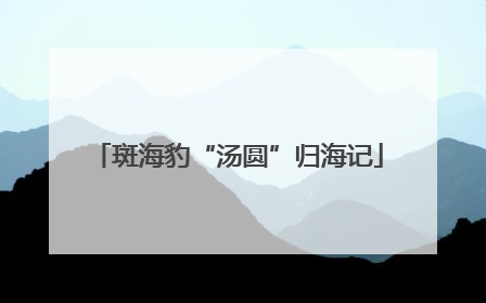 斑海豹“汤圆”归海记