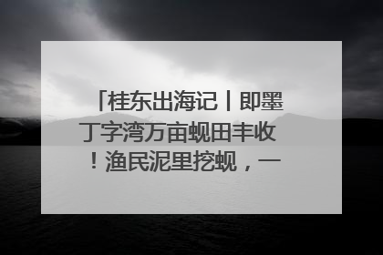 桂东出海记丨即墨丁字湾万亩蚬田丰收！渔民泥里挖蚬，一天上岸过千斤