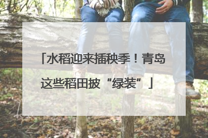 水稻迎来插秧季！青岛这些稻田披“绿装”