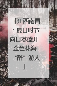江西南昌：夏日时节向日葵盛开 金色花海“醉”游人