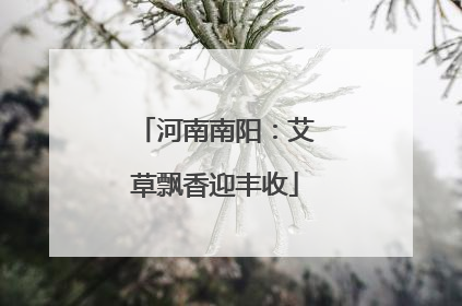 河南南阳：艾草飘香迎丰收