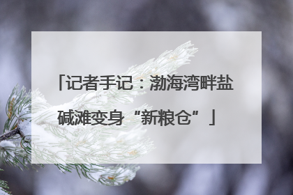 记者手记：渤海湾畔盐碱滩变身“新粮仓”