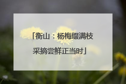 衡山：杨梅缀满枝 采摘尝鲜正当时