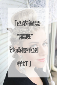 西农智慧“灌溉” 沙漠樱桃别样红