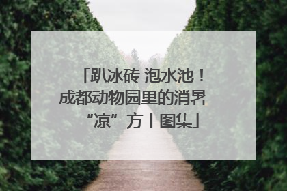 趴冰砖 泡水池！成都动物园里的消暑“凉”方丨图集