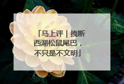 马上评｜拽断西湖松鼠尾巴，不只是不文明