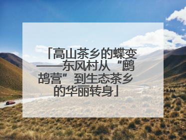 高山茶乡的蝶变——东风村从“鹧鸪营”到生态茶乡的华丽转身