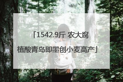 1542.9斤 农大腐植酸青岛即墨创小麦高产