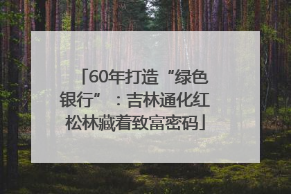 60年打造“绿色银行”：吉林通化红松林藏着致富密码